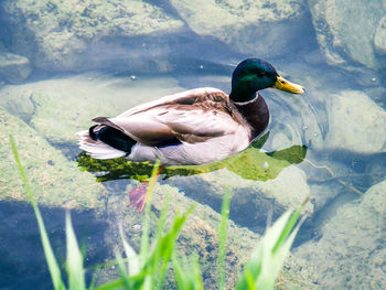 Side view of a duck in lake