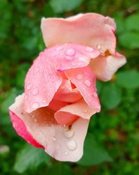 Close-up of wet pink rose blooming outdoors