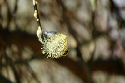 Close-up of white dandelion flower