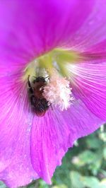 Macro shot of bee on pink flower