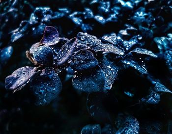 Close-up of raindrops on frozen plant