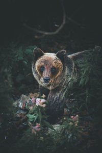 Portrait of reptile in a forest