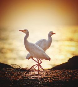 Close-up of bird perching on shore against sky during sunset