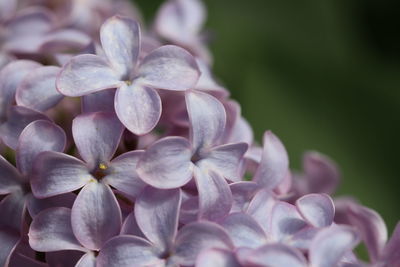 Close-up of purple hydrangea flowers