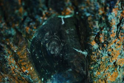 Close-up of lizard on rock