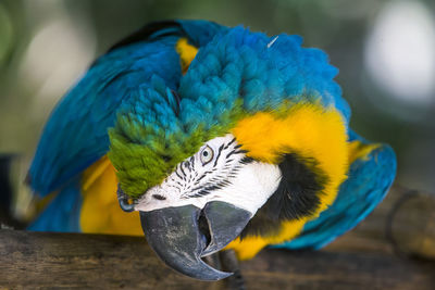 Close-up of blue parrot perching on branch