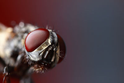 Close-up of insect