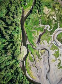 High angle view of trees growing on field