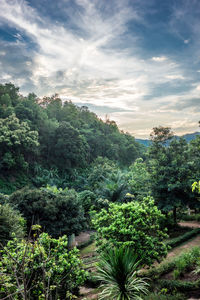 Plants and trees in forest against sky