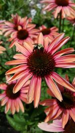 Close-up of pink flower