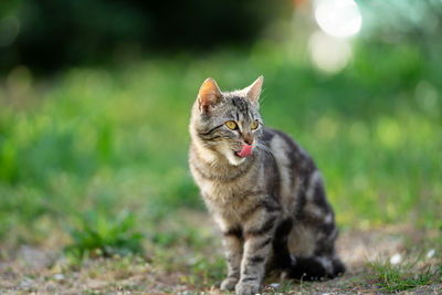 Cat looking away on field