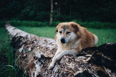 Dog looking away on rock in forest