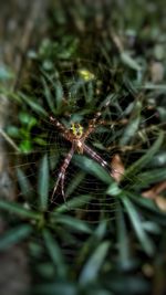 Close-up of spider on web