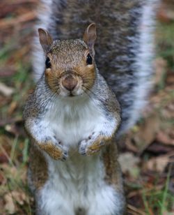 Close-up portrait of squirrel on land