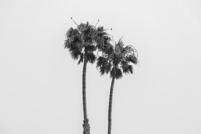 Low angle view of coconut palm tree against clear sky