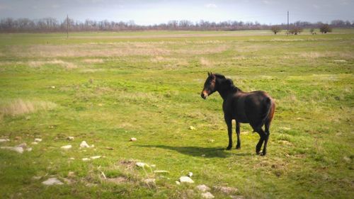 Horse standing on field