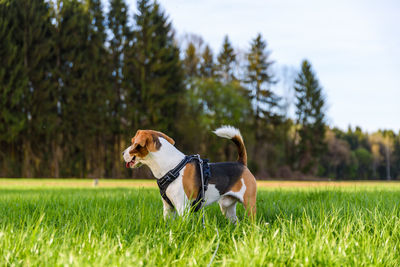 View of dog on field
