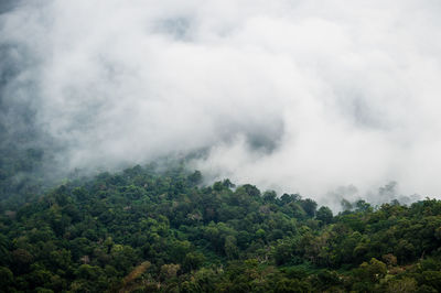 Trees on landscape against sky