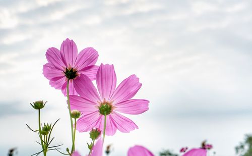 Pink cosmos against sky