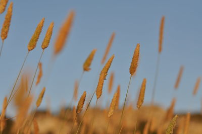 Close-up of fresh plants against sky