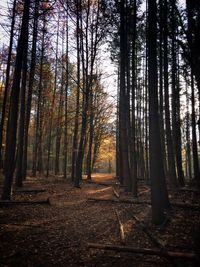 Trees in forest during autumn