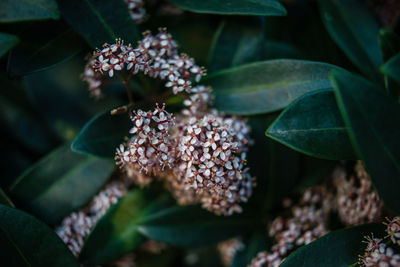 Close-up of flowering plant