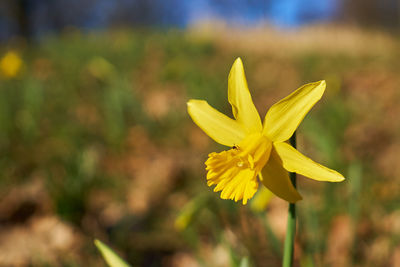 Close-up of yellow flowering plant on field
