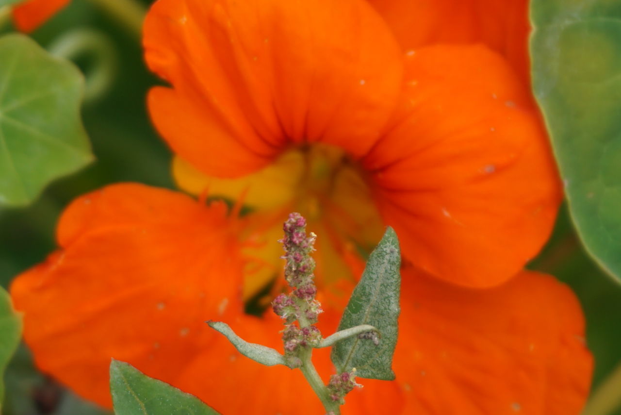 flower, plant, freshness, close-up, flowering plant, orange color, beauty in nature, growth, yellow, nature, petal, macro photography, flower head, fragility, leaf, plant part, no people, inflorescence, outdoors, food, day, water, botany, pollen, extreme close-up, wildflower