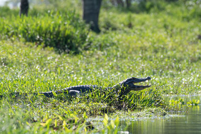 View of a turtle in the field