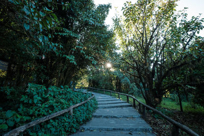 Road amidst trees in forest