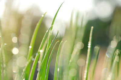 Close-up of wet plants growing on field