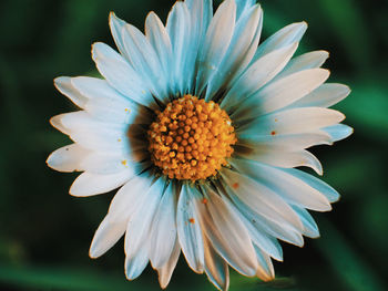 Close-up of white flower