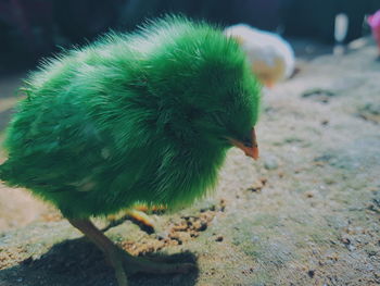 Close-up of a bird