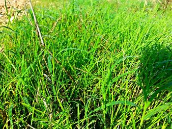 Plants growing on grassy field