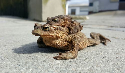 Close-up of frogs 