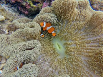 Close-up of coral in sea