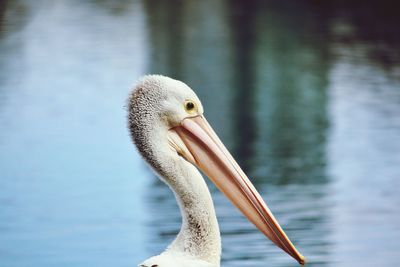 Close-up of pelican swimming in lake