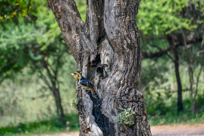 Squirrel on tree trunk