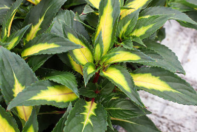 Close-up of fresh green plant