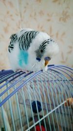 Close-up of parrot in cage