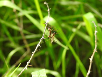 Close-up of insect on grass