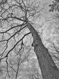 Low angle view of bare trees against sky