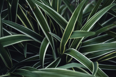 Close-up nature view of green leaf background and palm trees. flat lying. dark nature landscape.