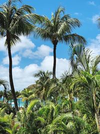 Low angle view of palm trees against sky