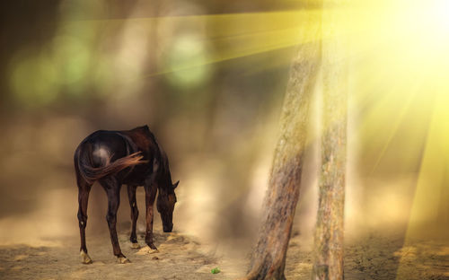 View of horse on land