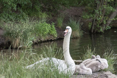 Swan by lake