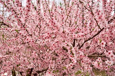 Pink cherry blossoms in spring