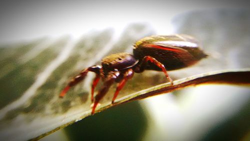 Close-up of insect