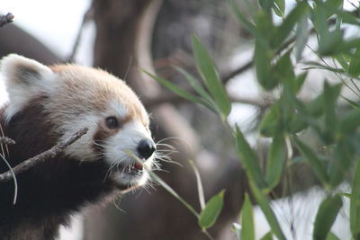 Close-up of an animal