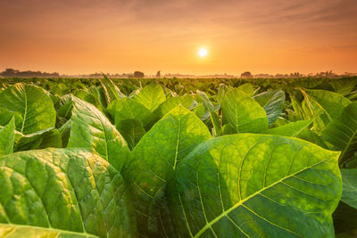 Close-up of plant growing on field against sky during sunset